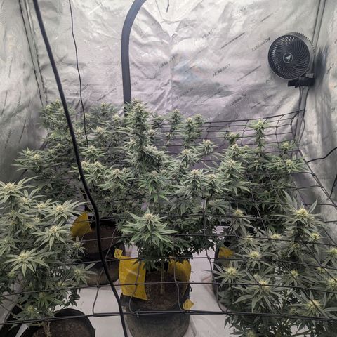 Sun dart growlog timeline photo