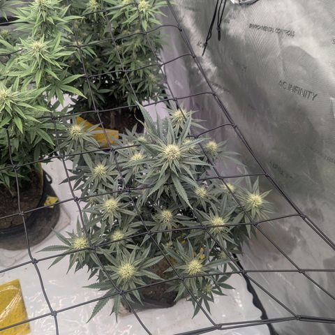 Sun dart growlog timeline photo