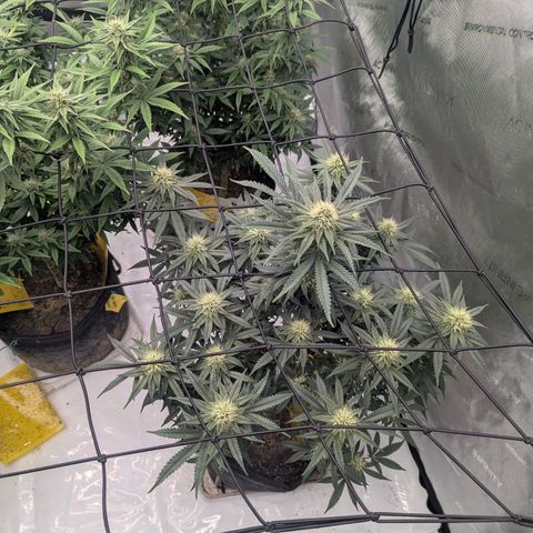 Sun dart growlog timeline photo