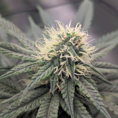 Sun dart growlog timeline photo