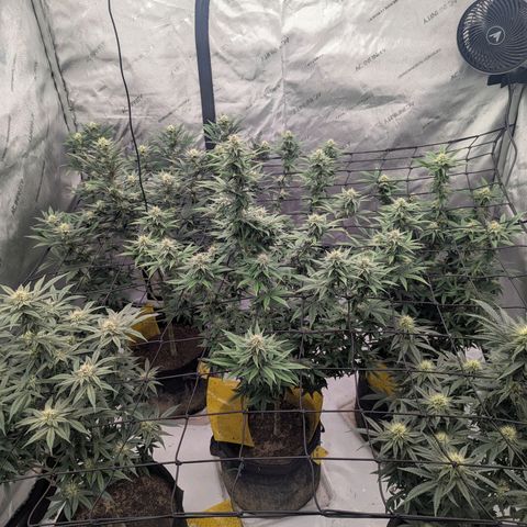 Sun dart growlog timeline photo