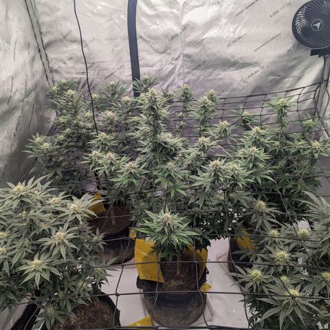 Sun dart growlog timeline photo