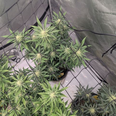Sun dart growlog timeline photo