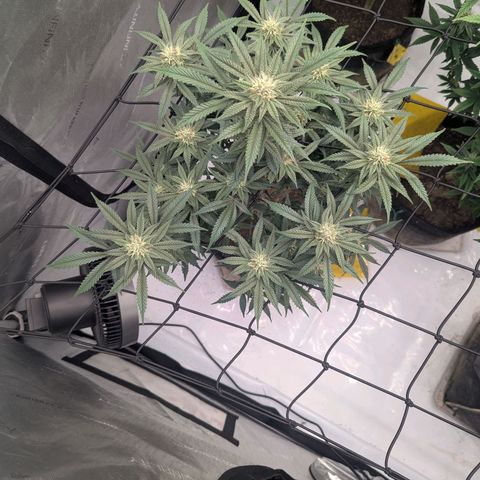 Sun dart growlog timeline photo