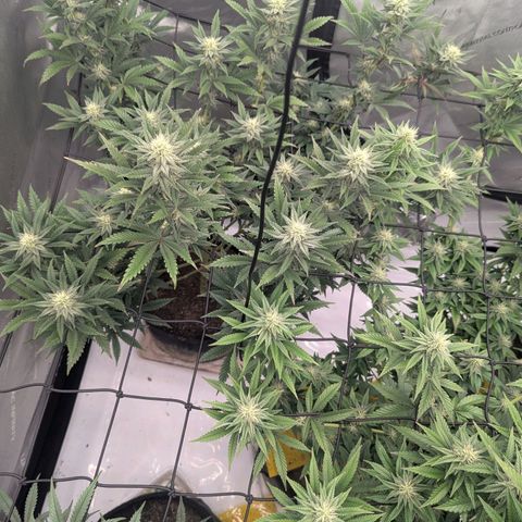 Sun dart growlog timeline photo