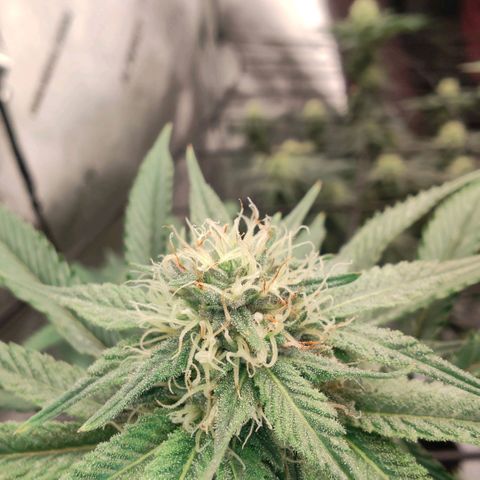 Sun dart growlog timeline photo