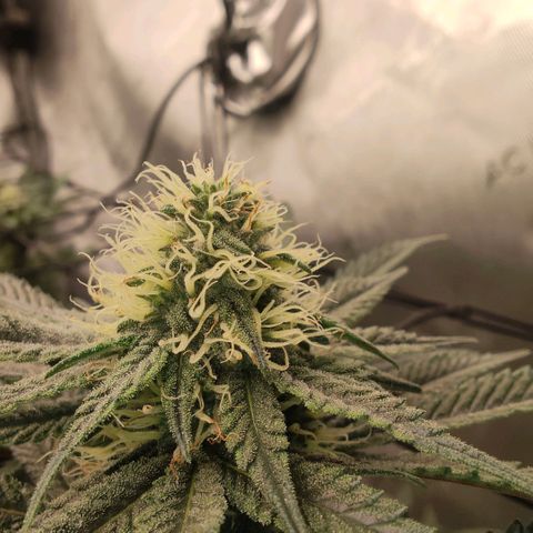 Sun dart growlog timeline photo