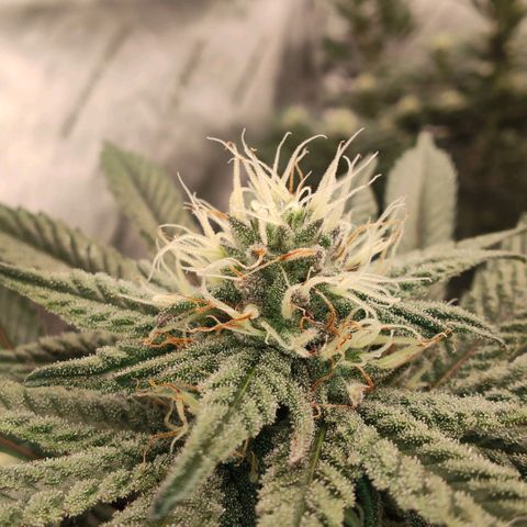 Sun dart growlog timeline photo