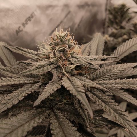Sun dart growlog timeline photo