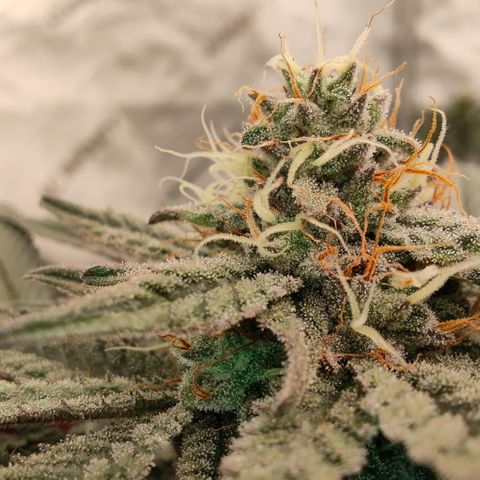 Sun dart growlog timeline photo