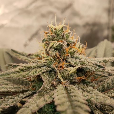 Sun dart growlog timeline photo
