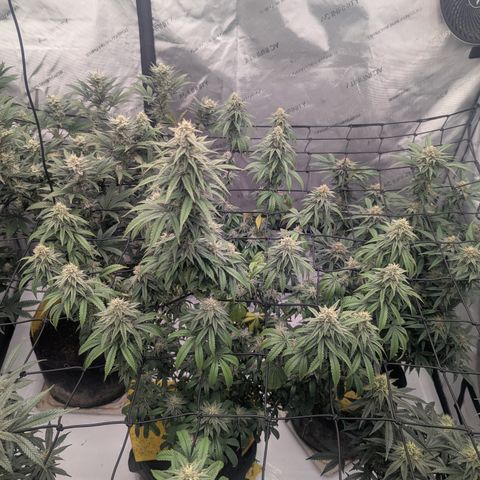 Sun dart growlog timeline photo