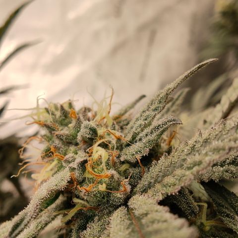 Sun dart growlog timeline photo