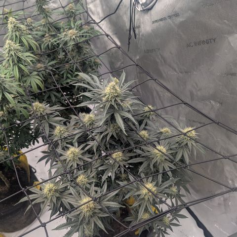 Sun dart growlog timeline photo