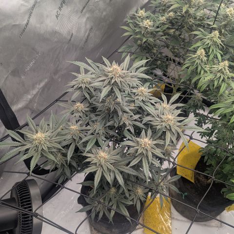 Sun dart growlog timeline photo