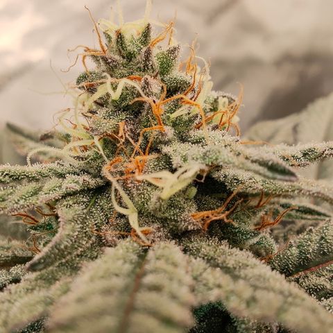 Sun dart growlog timeline photo