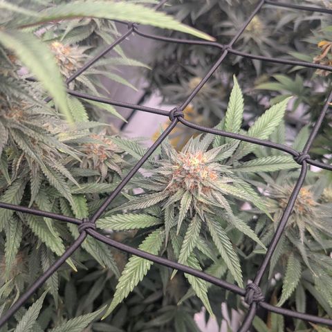 Sun dart growlog timeline photo
