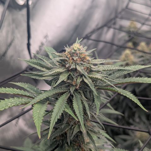 Sun dart growlog timeline photo