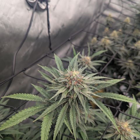 Sun dart growlog timeline photo