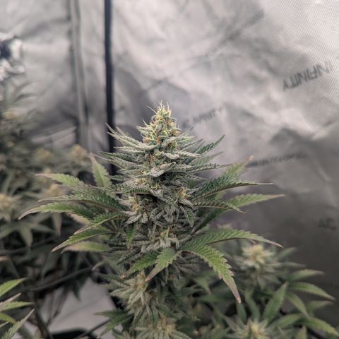 Sun dart growlog timeline photo