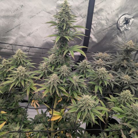 Sun dart growlog timeline photo