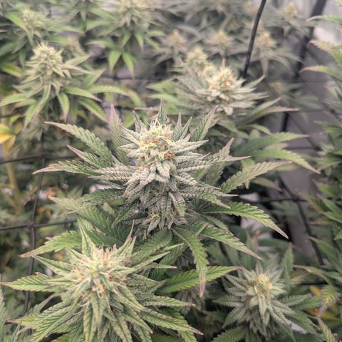 Sun dart growlog timeline photo