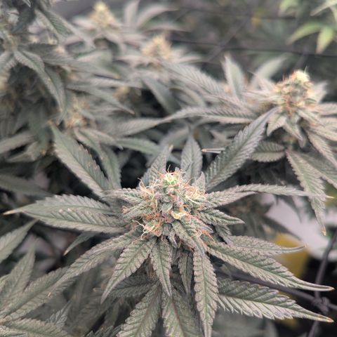 Sun dart growlog timeline photo
