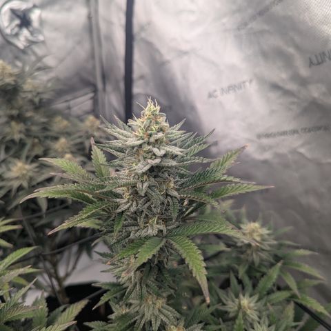 Sun dart growlog timeline photo