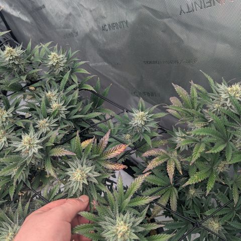Sun dart growlog timeline photo