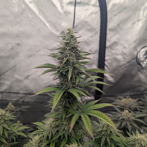Sun dart growlog timeline photo
