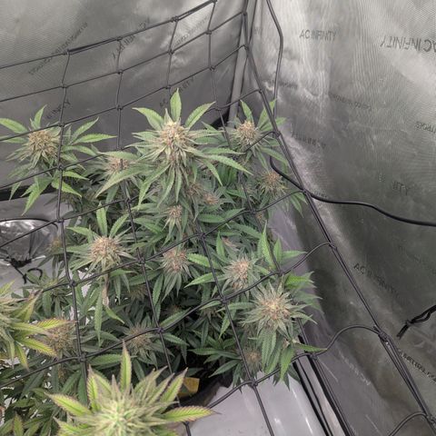 Sun dart growlog timeline photo