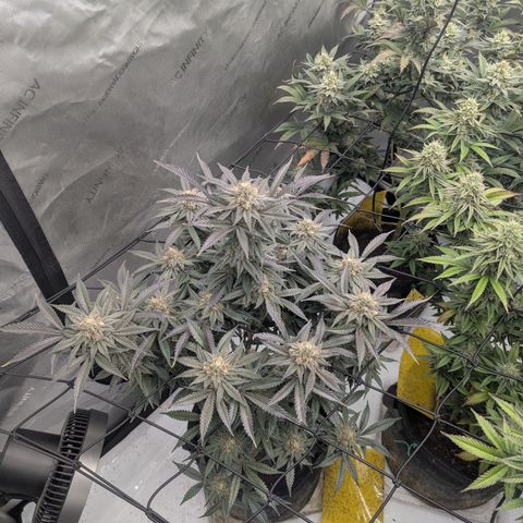 Sun dart growlog timeline photo