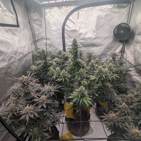 Sun dart growlog timeline photo