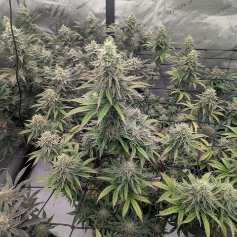 Sun dart growlog timeline photo