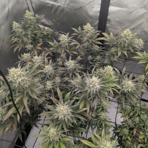 Sun dart growlog timeline photo