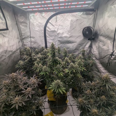 Sun dart growlog timeline photo