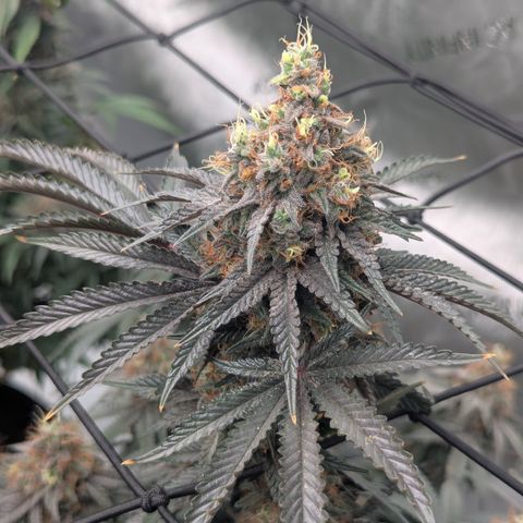 Sun dart growlog timeline photo