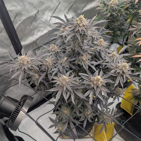 Sun dart growlog timeline photo
