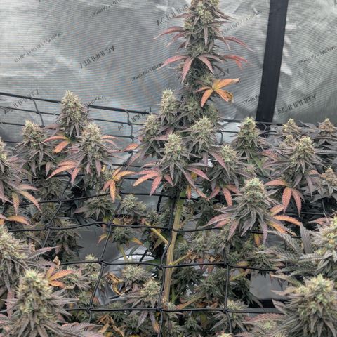 Sun dart growlog timeline photo