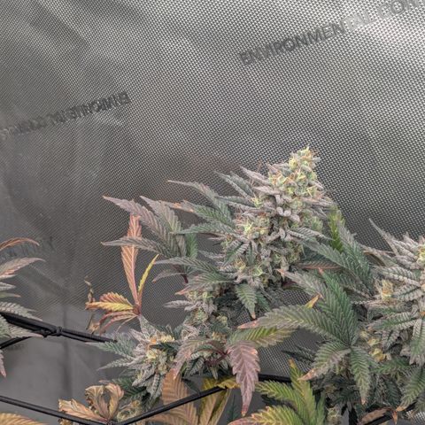 Sun dart growlog timeline photo