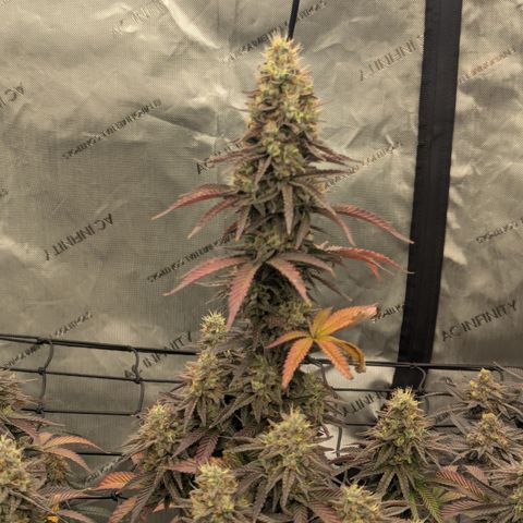 Sun dart growlog timeline photo