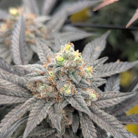 Sun dart growlog timeline photo