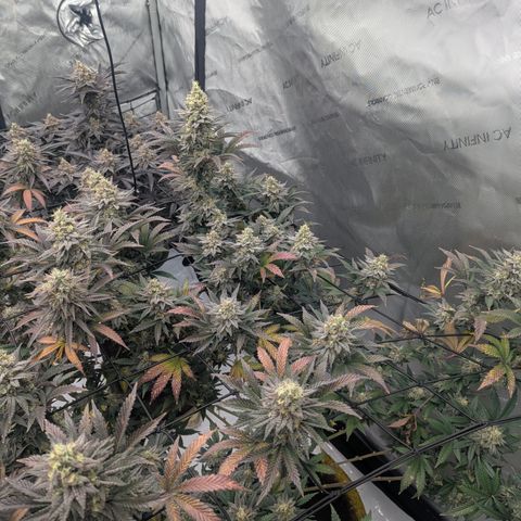 Sun dart growlog timeline photo