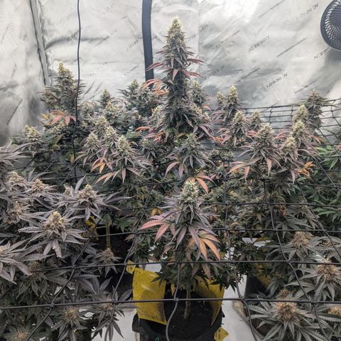 Sun dart growlog timeline photo
