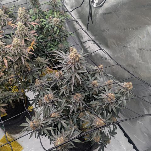 Sun dart growlog timeline photo
