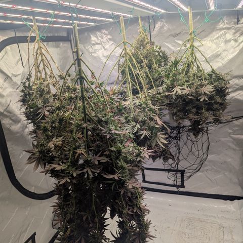Sun dart growlog timeline photo