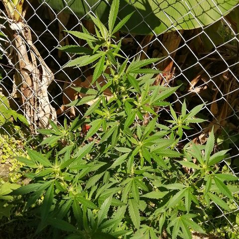 Blue Cheese growlog timeline photo