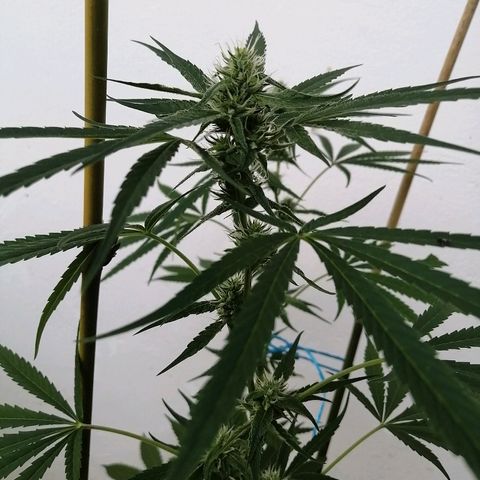 Figo HG #1 growlog timeline photo