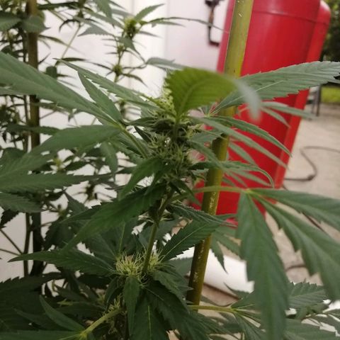 Blue Cheese growlog timeline photo