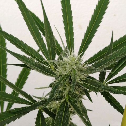 Figo HG #1 growlog timeline photo